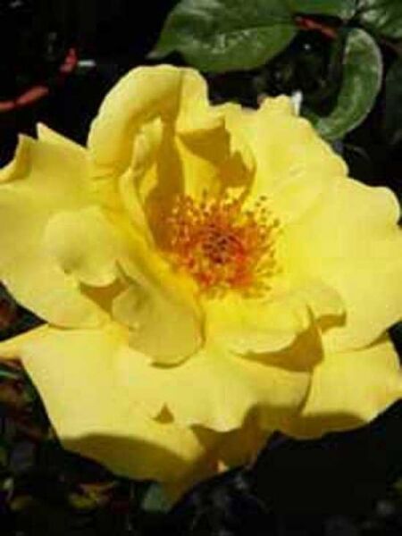 Rosa 'Goldstern ®' / Kletterrose 'Goldstern'