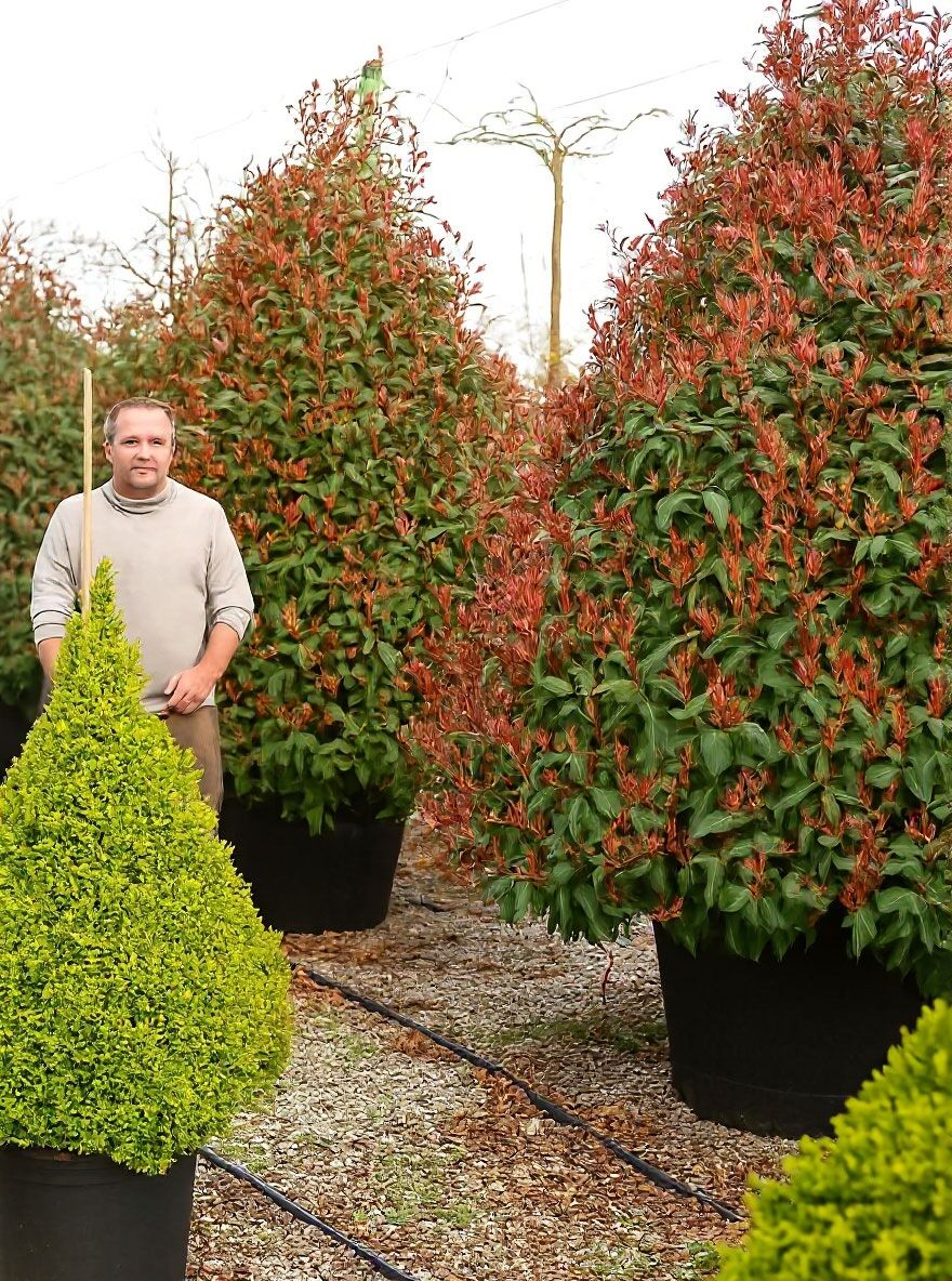 Glanzmispel 'Hochstamm-Spalier' H:120 B:120 T:10 (Stamm 180 cm) - Photinia  fraseri