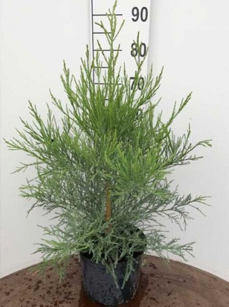 Sequoiadendron giganteum, Mammutbaum (Bergmammutbaum) 60-80 cm C7 im Container mit schlankem Stamm und grünem Nadelwerk.