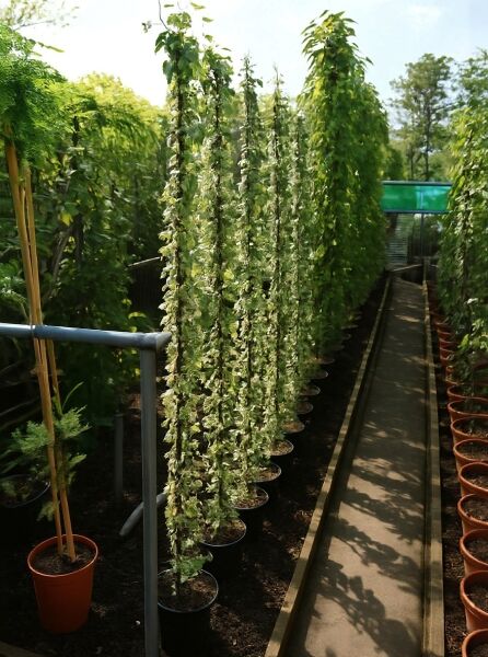 Hedera helix 'Marginata Elegantissima' / Efeu 'Marginata Elegantissima' 150-175 cm C7 als hohe, kletternde Topfpflanze am Stab.