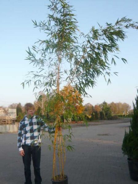 Phyllostachys vivax 'Aureocaulis' / Zauberbambus 250-300 cm C35, hoher Bambus im Topf mit gelben Halmen und grünem Laub