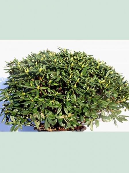 Rhododendron yakushimanum 'Marrakesch' / Rhododendron 'Marrakesch', Solitär im Topf, 100–120 cm Breite, immergrünes Laub