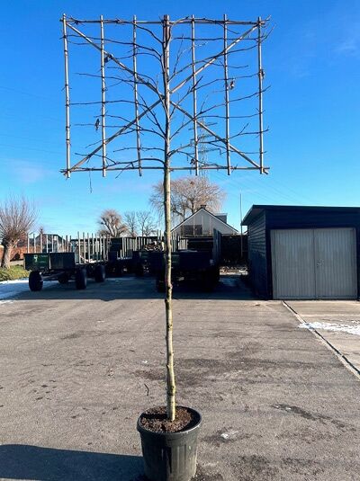 Amberbaum 'Hochstamm-Spalier' H:120 B:150 T:10 (Stamm 180 cm) / Amberbaum 'Hochstamm-Spalier' H:120 B:150 T:10 (Stamm 180 cm)