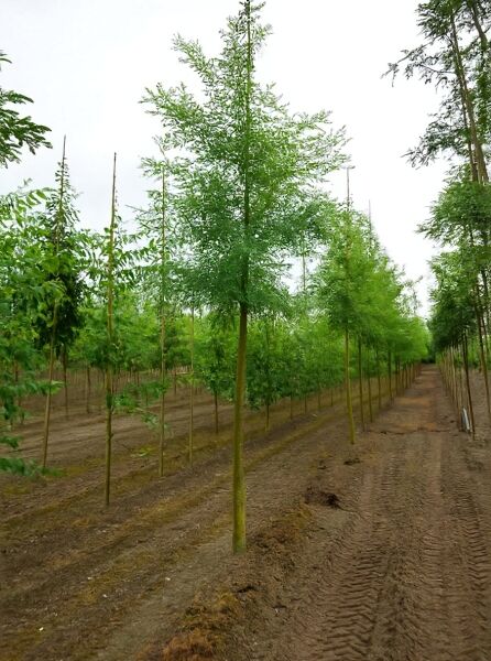 Sophora japonica 'Regent' / Schnurbaum 'Regent' Hochstamm, 16-18 StU, mehrstämmiger Baum mit grünen Blättern in Reihe