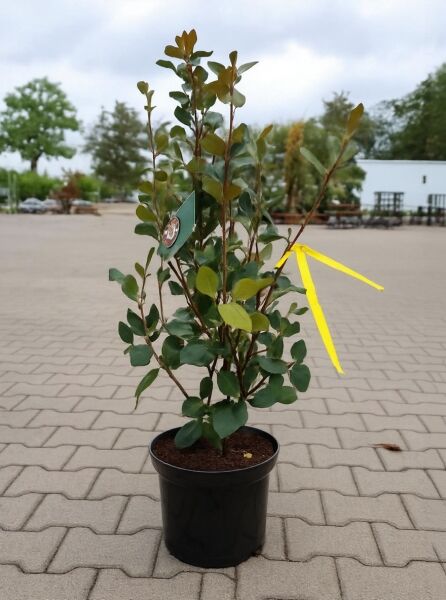Viburnum burkwoodii 'Anne Russell' / Wintergrüner Duft-Schneeball 'Anne Russell' 60-80 cm C7 im Topf mit grünem Laub