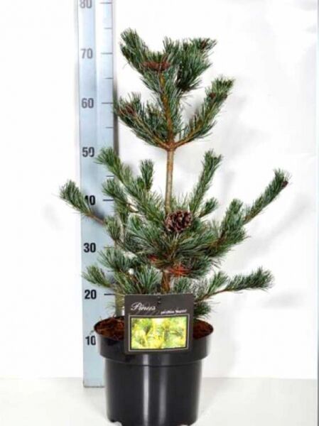 Pinus parviflora 'Negishi' / kompakte blaue Mädchenkiefer, 30–40 cm im C3-Topf, aufrecht wachsend mit blauen Nadeln
