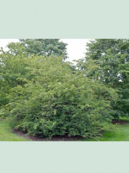 Koreanische Hainbuche / Carpinus coreana