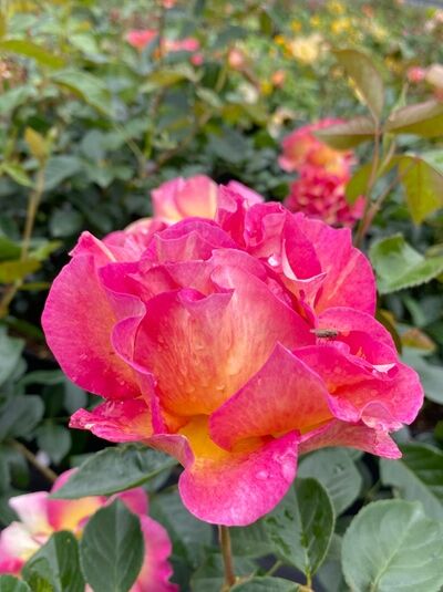 Rosa 'La Parisienne' / Beetrose 'La Parisienne' mit gefüllten, pink-orangefarbenen Blüten und grünem Laub