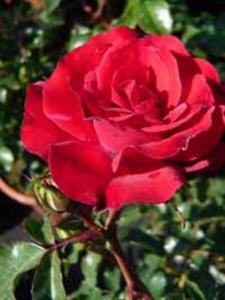 Rosa 'Rotilia ®' / Beetrose 'Rotilia'