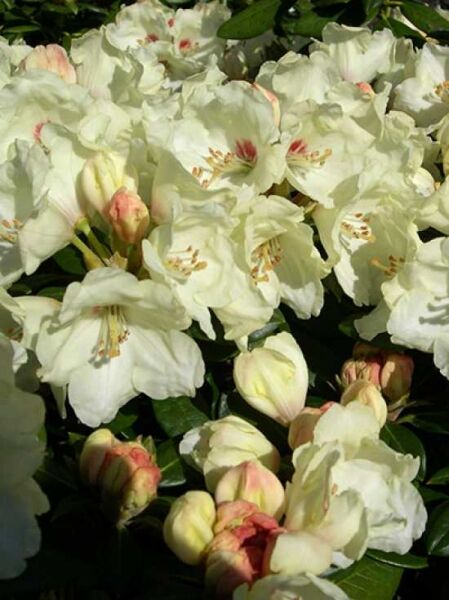 Rhododendron 'Babette' auf Stamm / Rhododendron yakushimanum 'Babette' auf Stamm