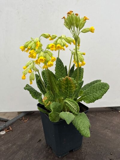 Echte Schlüsselblume / Zauberpflanze - Primula veris