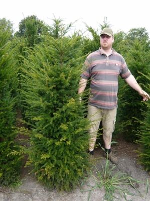 Eibe / Taxus günstig in TopBaumschulqualität kaufen