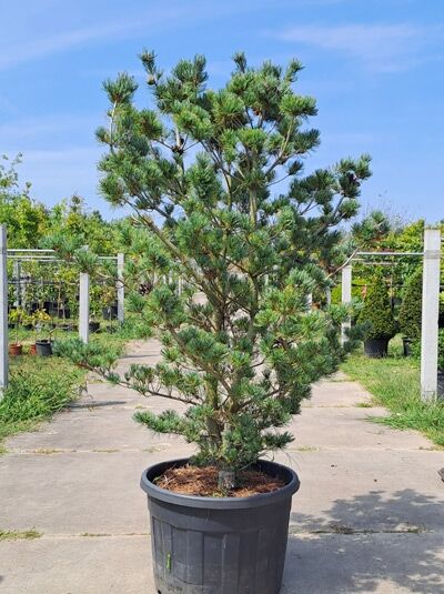 Blaue Mädchen-Kiefer - Pinus parviflora 'Glauca' (1567661)