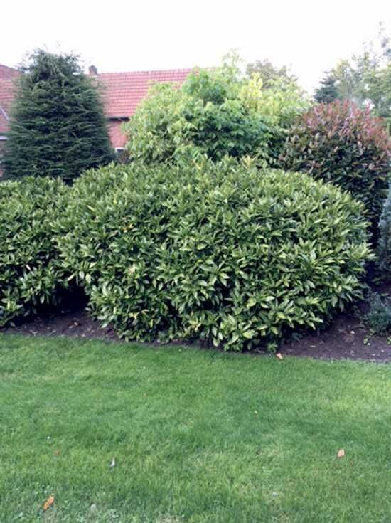 Japanische Aukube 'Variegata' / Goldorange - Aucuba japonica 'Variegata'