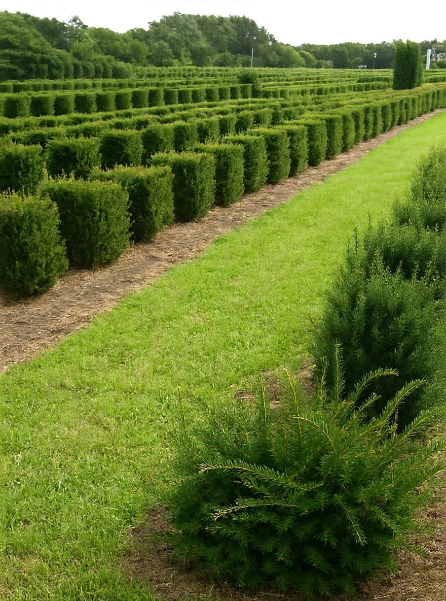 Heimische Eibe 'Kubus/Quader' - Taxus baccata 'Kubus/Quader' - Baumschule  NewGarden