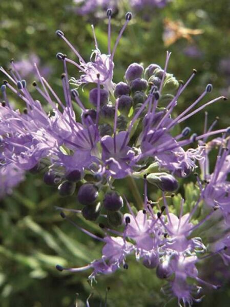 Bartblume 'Petit Bleu' ® / Caryopteris clandonensis 'Petit Bleu' ®