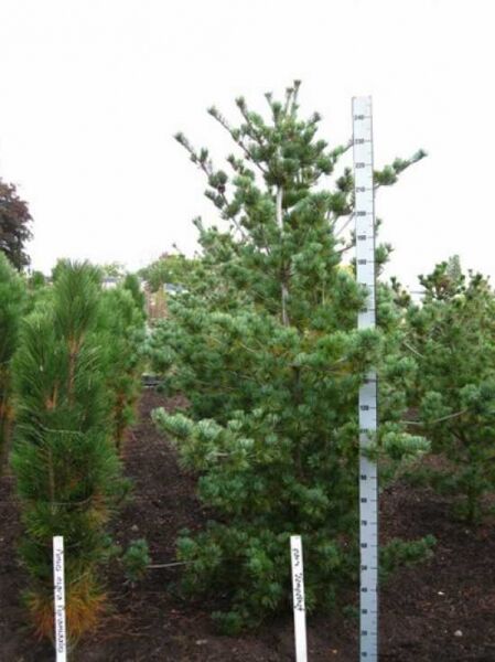 Pinus parviflora 'Tempelhof' / Mädchen-Kiefer 'Tempelhof' 200-250 cm mit Drahtballen, aufrecht wachsend mit Nadeln