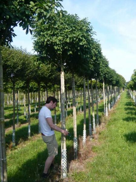 Kugelförmige Manna-Esche (Fraxinus ornus 'Mecsek') Hochstamm 225 cm, Stammumfang 12–14 cm, kugelige Krone im Feldanbau.