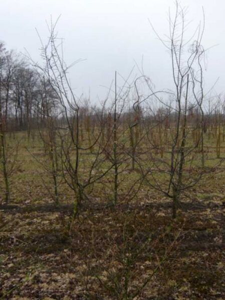 Antarktische Scheinbuche / Antarktische Scheinbuche