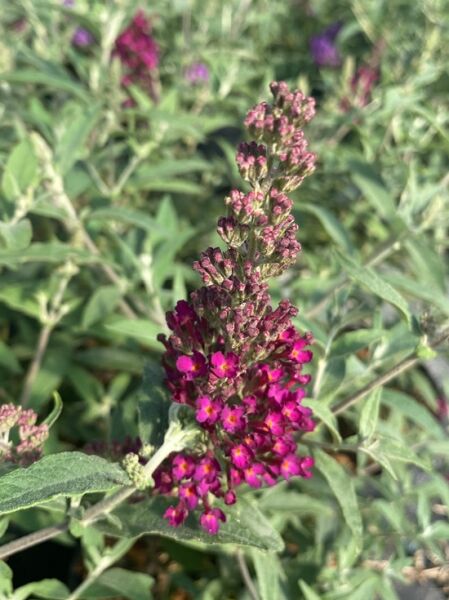Zwerg-Sommerflieder  'Buzz® Hot Raspberry' / Buddleja 'Buzz® Hot Raspberry'