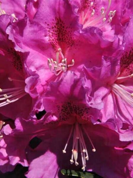 Rhododendron Hybride 'Lilofee' / Rhododendron 'Lilofee'