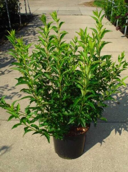 Forsythie „Week-End“ (Forsythia intermedia 'Week-End ®') als grüner Strauch im Pflanztopf, Höhe 100–125 cm, Topf C12.