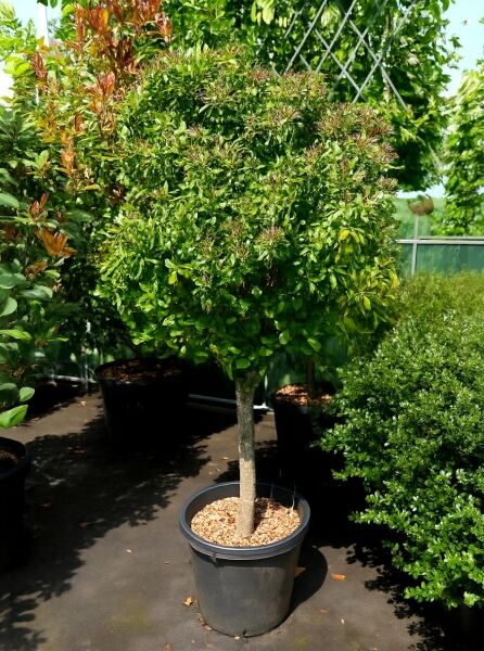 Viburnum tinus 'Eve Price' / Mittelmeer-Schneeball 'Eve Price' als Hochstamm, 80 cm Stamm, im Topf C50, Solitärpflanze