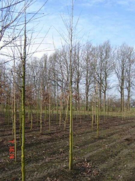 Cercidiphyllum japonicum (Judasblatt) Hochstamm 16-18 StU, junger Baum mit geradem Stamm und feinen, kahlen Zweigen.