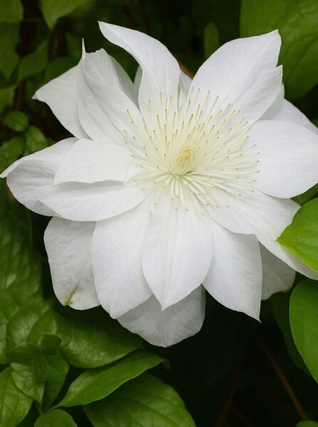 Clematis 'Sylvia Denny' / Waldrebe 'Sylvia Denny' mit großer weißer Blüte und hellem Staubgefäß in Nahaufnahme.