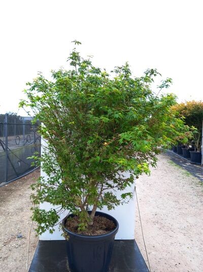 Acer palmatum 'Berry Broom' / Fächer-Ahorn 'Berry Broom' 150-175 cm C80 im Topf, buschiger Wuchs mit grünen Blättern.