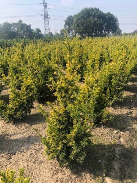 Taxus baccata 'Semperaurea' (Goldene Eibe), 40-50 cm m. B., aufrecht wachsender Nadelgehölz-Strauch mit gelbgrünem Austrieb