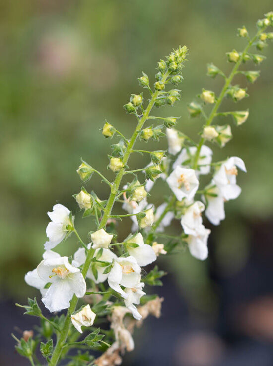 Königskerze / Verbascum als Blütenstaude günstig kaufen