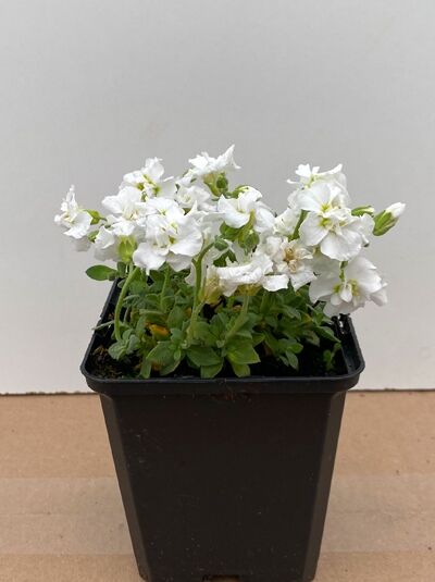 Blaukissen Aubrieta cultorum 'Winterberg' im P9-Topf, kompakte Pflanze mit weißen Blüten und grünem Laub.