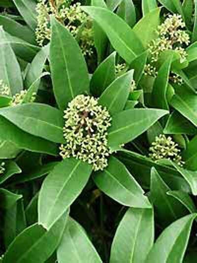 Skimmie 'Kew Green' / Skimmia confusa 'Kew Green'