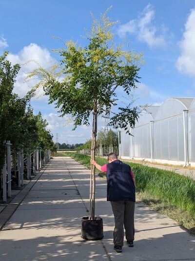 Koelreuteria paniculata (Blasenesche) Hochstamm im Container, Stammumfang 16-18 cm, schlanker Stamm mit grüner Krone.