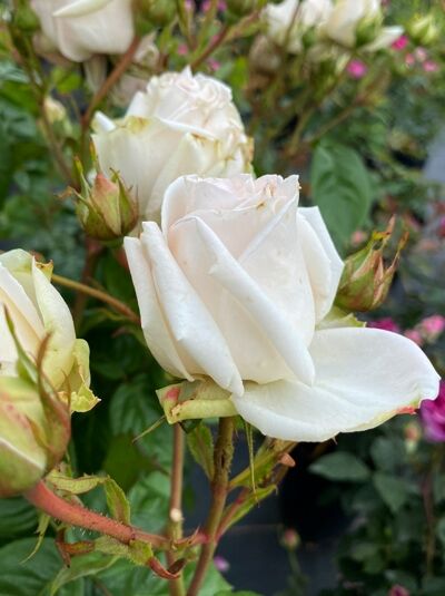 Rosa 'Madame Anisette' / Edelrose 'Madame Anisette' mit weißen, gefüllten Blüten und Knospen am Rosenstrauch.