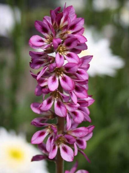 Brautkranz / Francoa sonchifolia