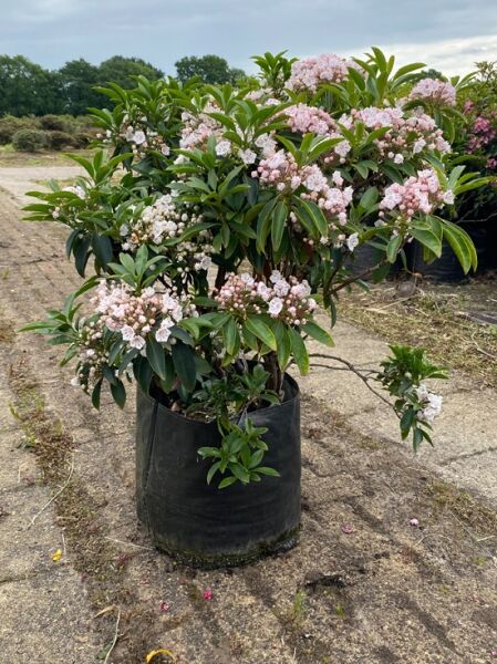 Kalmia latifolia 'Vanilla Cream' (Lorbeerrose) im Topf, 60–70 cm hoch, mit rosafarbenen Blütenständen und dunkelgrünen Blättern.