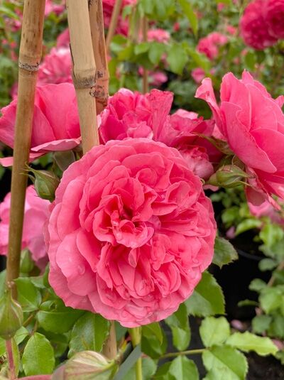 Rosa 'Rosarium Uetersen ®' / Stammrose 'Rosarium Uetersen' mit gefüllten, rosafarbenen Blüten und grünem Laub am Stamm