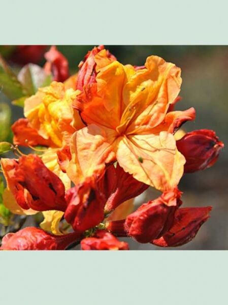 Laubabwerfende Azalee 'Sunte Nectarine' / Azalea luteum 'Sunte Nectarine' (Knap-Hill)