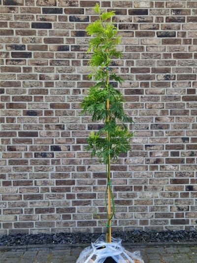 Silber-Akazie 'Gaulois Astier' (Acacia dealbata) 150-175 cm C10, schlanker Stamm mit gefiedertem, grünem Laub, angebunden an Stab.