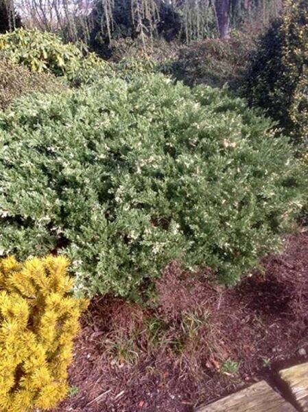 Chinesischer Wacholder 'Expansa Variegata' / Juniperus chinensis 'Expansa Variegata'
