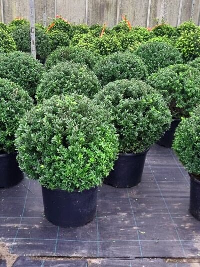 Ilex crenata 'Maxima' Kugel, Buchsblättrige Japanische Hülse, 60–65 cm im Container C45, kugelförmiger Strauch mit dichtem Laub