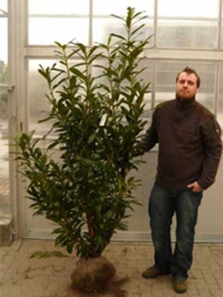 Kirschlorbeer 'Caucasica'  / Kirschlorbeer 'Caucasica' 