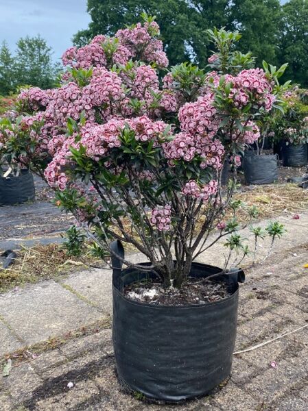 Kalmia myrtifolia 'Minuet' (Lorbeerrose/Berglorbeer 'Minuet') Solitärstrauch im Container, mit rosa-weißen Blütendolden.
