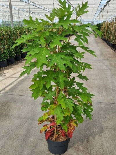Hydrangea quercifolia 'Ice Crystal' ® / Eichenblatt-Hortensie 'Ice Crystal' 60-80 cm C12 im Topf mit gelapptem Laub und Trieben