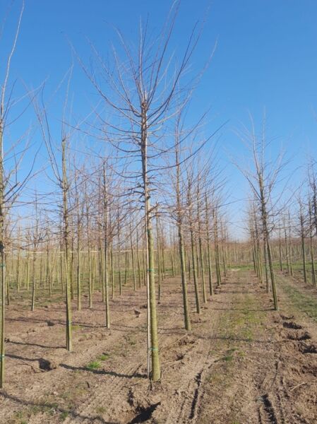 Ulmus minor (Ulmus carpinifolia) Feld-Ulme Hochstamm 18-20 StU mit Drahtballen in Baumschule, laubfrei verzweigt.