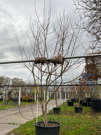 Magnolia kobus / Kobus-Magnolie, mehrstämmiger Jungbaum im Container C80, Höhe 300-350 cm