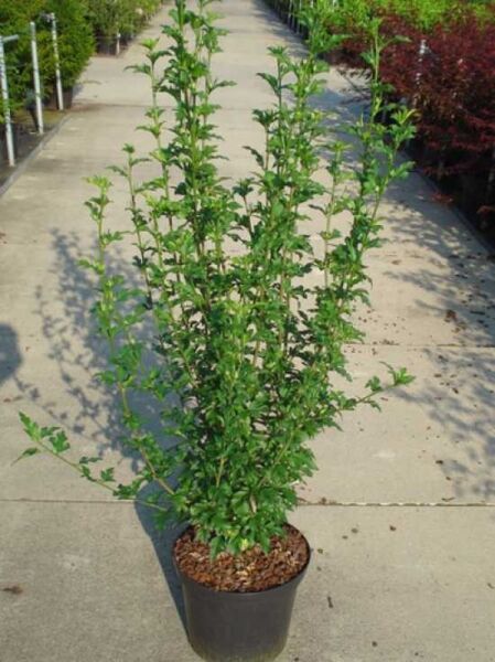 Garten-Eibisch 'Pink Giant' / Strauch-Eibisch 'Pink Giant' / Garten-Eibisch 'Pink Giant' / Strauch-Eibisch 'Pink Giant'