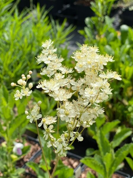 Knollen-Mädesüß / Filipendula vulgaris